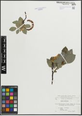 Foto von Salix hastata L.